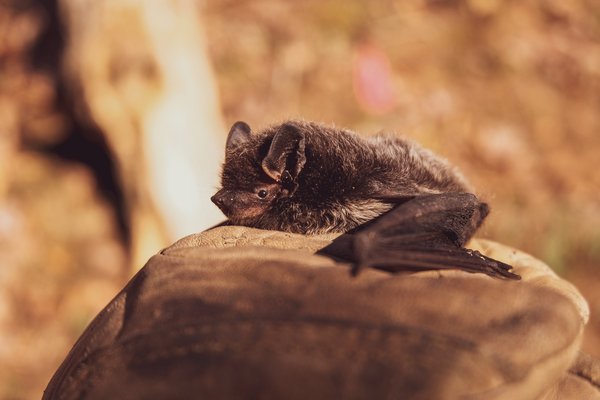 UK bat