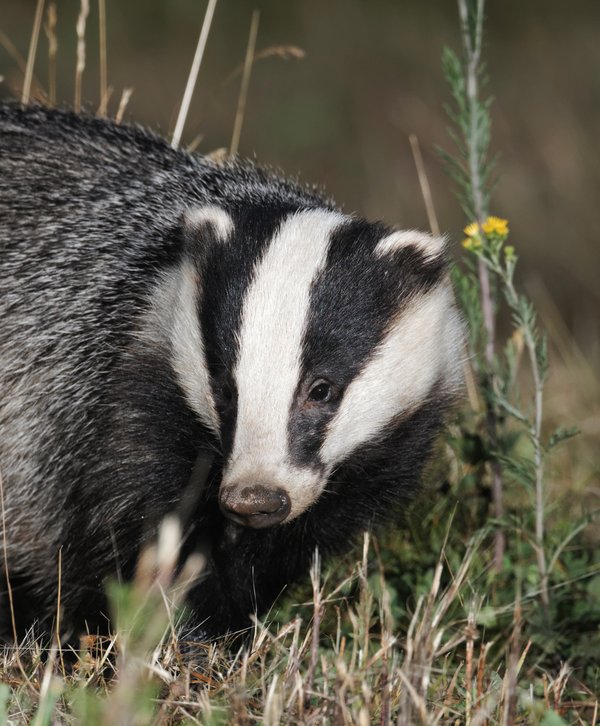 European badger