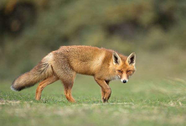 Red fox